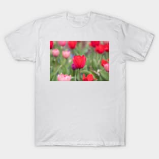 Spring Red T-Shirt